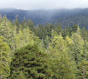 Weather changes quickly in the redwood forest, often alternating between sun and thick fog. Photo by Stephen Sillett, Institute for Redwood Ecology, Humboldt State University