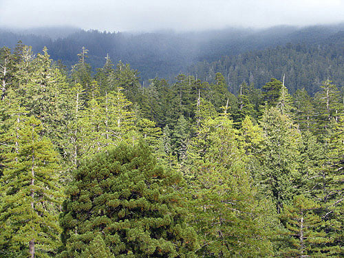 Weather changes quickly in the redwood forest, often alternating between sun and thick fog. Photo by Stephen Sillett, Institute for Redwood Ecology, Humboldt State University