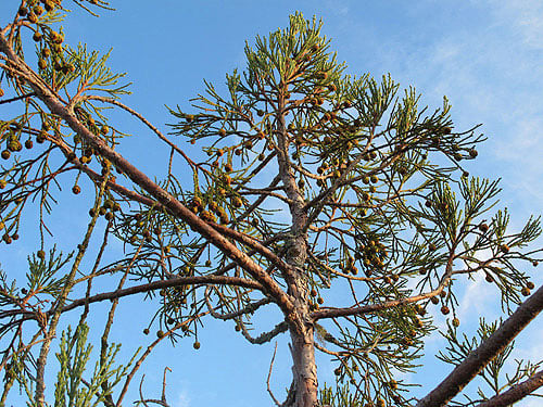 Sequoia sempervirens produces seeds in small cones that are dispersed by the wind. Good seed crops, such as on this 346‐foot‐tall tree in Redwood National Park (2009), occur sporadically every decade or so in the northern portion of its range. Photo by Stephen Sillett, Institute for Redwood Ecology, Humboldt State University