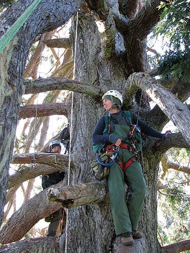 Crown mapping tall redwoods requires teams of scientists working together over several days. Here Giacomo Renzullo (left) and Marie Antoine (right) pause to admire the mighty crown of a 356‐foot‐tall tree. Photo by Stephen Sillett, Institute for Redwood Ecology, Humboldt State University
