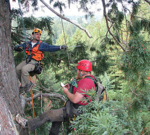 Crown‐mapping involves measurements of heights, diameters, distances, and azimuths of all branches. Here Jim Spickler (left) extends a steel tape to measure the horizontal extension of a dead branch while Bob Van Pelt (right) records the measurement. Photo by Stephen Sillett, Institute for Redwood Ecology, Humboldt State University