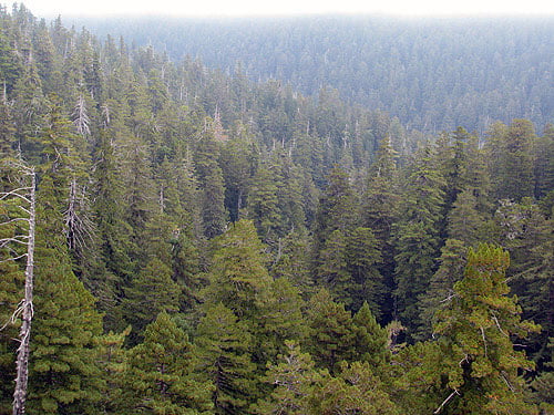 The view of this old‐growth forest canopy in Redwood National Park reveals many dead‐topped trees likely burned by a forest fire long ago. Photo by Stephen Sillett, Institute for Redwood Ecology, Humboldt State University