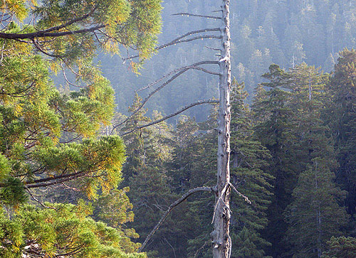 Dead trees such as this standing snag provides important habitat for many redwood forest animals. Photo by Stephen Sillett, Institute for Redwood Ecology, Humboldt State University