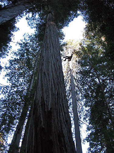 A climbing researcher descends from the crown of a nearly 370‐foot‐tall tree. Photo by Stephen Sillett, Institute for Redwood Ecology, Humboldt State University