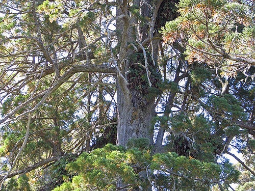 The structural complexity of redwoods increases with age and provides habitat for leatherleaf fern (Polypodium scouleri) high above the ground. Photo by Stephen Sillett, Institute for Redwood Ecology, Humboldt State University