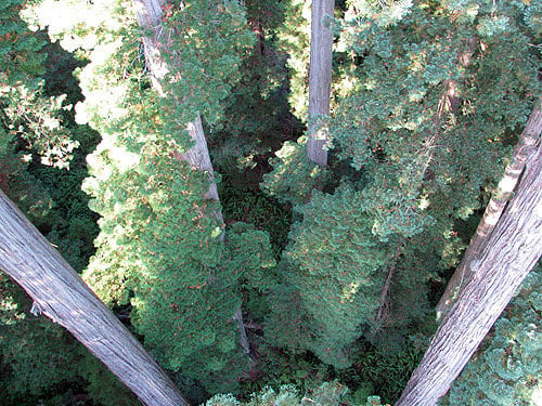 The view from the redwood canopy down to the forest floor covered with ferns. Photo by Stephen Sillett, Institute for Redwood Ecology, Humboldt State University