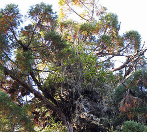 Many species of plants can grow in the crowns of tall redwoods, including this rhododendron growing from a decaying upper trunk 330 feet above the ground. Photo by Stephen Sillett, Institute for Redwood Ecology, Humboldt State University