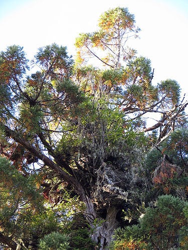 Many species of plants can grow in the crowns of tall redwoods, including this rhododendron growing from a decaying upper trunk 330 feet above the ground. Photo by Stephen Sillett, Institute for Redwood Ecology, Humboldt State University