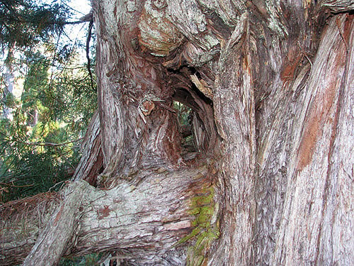 Tall redwoods often have complex crowns containing reiterated trunks, burls, and fusions. This reiterated trunk in the mid-crown of a nearly 370-foot-tall redwood has fused with a burl above it, creating a jughandle. Photo by Stephen Sillett, Institute for Redwood Ecology, Humboldt State University