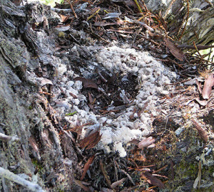 The marbled murrelet is an endangered seabird that nests exclusively in old-growth forest canopies. We found this nest at the base of two large branches 306 feet above the ground in a nearly 370-foot-tall redwood. The nest is really nothing more than a ring of feces deposited by the chick before it flew to the ocean in search of fish! Photo by Stephen Sillett, Institute for Redwood Ecology, Humboldt State University