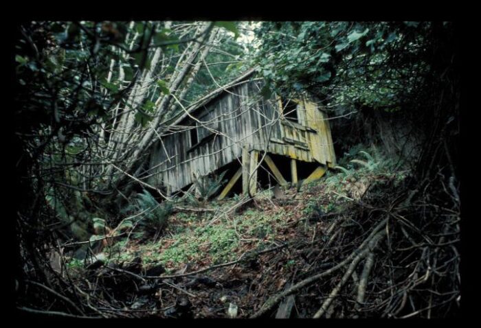 A claustrophobic shot of a dilapidated house surrounded by foliage.