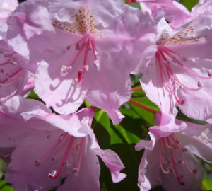 Faulkner County Park azalea