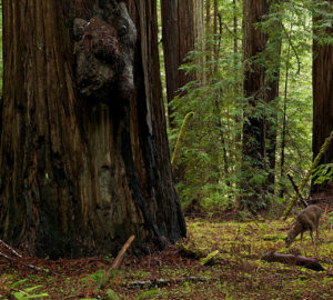 A fawn grazes in Bull Creek Flats in Humboldt Redwoods State Park. Photo by Max Forster