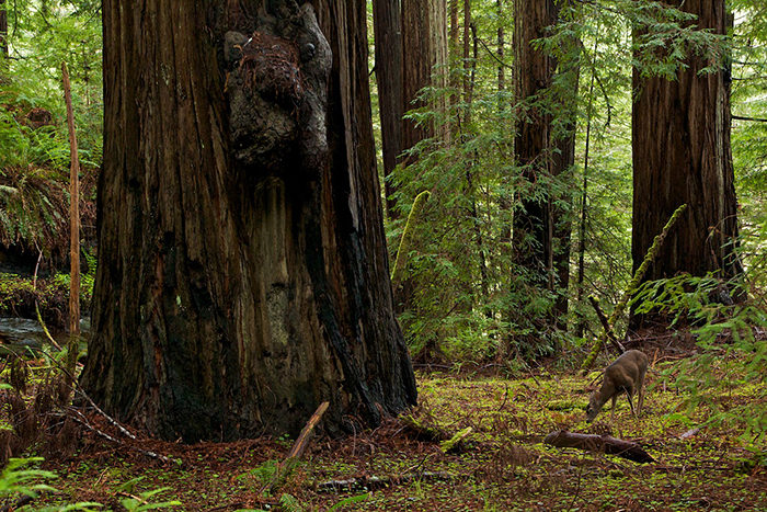 A fawn grazes in Bull Creek Flats in Humboldt Redwoods State Park. Photo by Max Forster