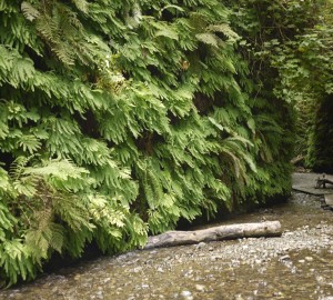 Fern Canyon is all its ferny glory.