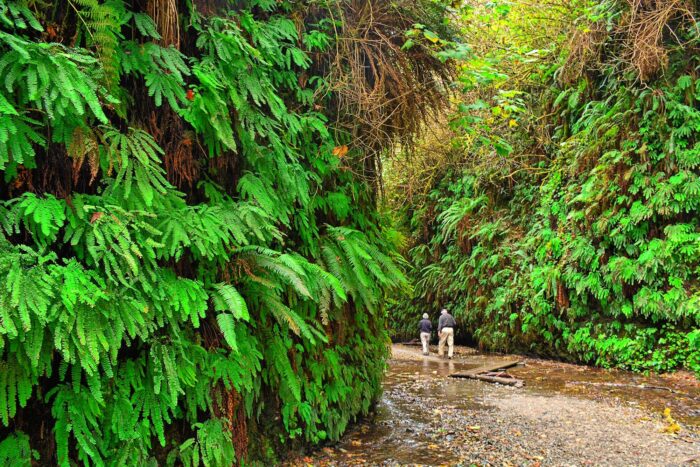 Two hikers walk down the middle of a damp canyon with walls lined with lush green ferns