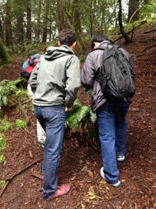 Measuring ferns to understand how climate impacts the growth of these rain and fog-loving plants.