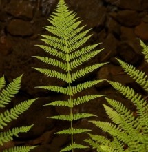 Ferns everywhere