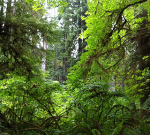 Jedediah Smith Redwoods State Park