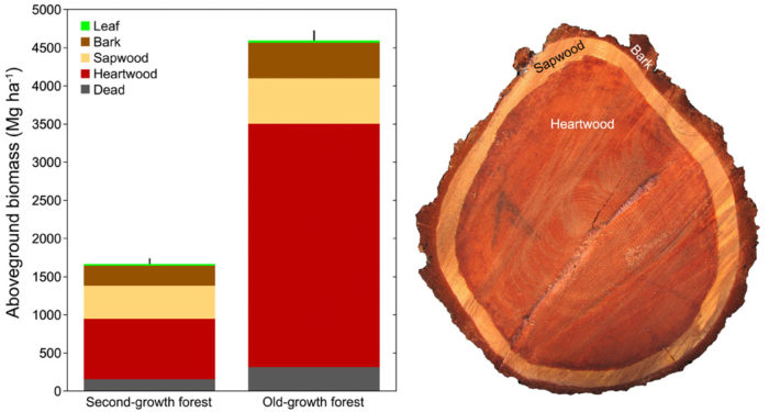 FIGURE 3. BIOMASS ACCUMULATION