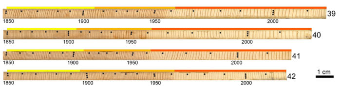 FIGURE 6: CORES