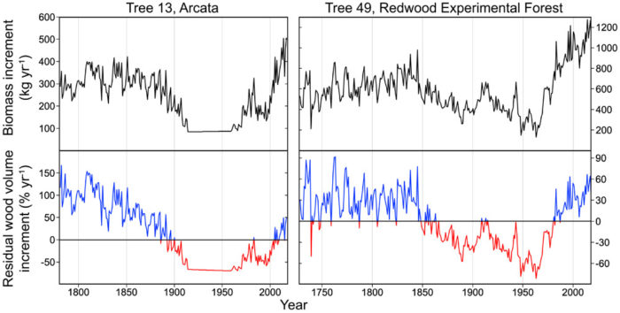 FIGURE 7: REDWOOD PRODUCTIVITY