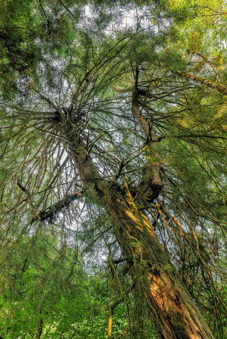 Low-angle shot looking up at a redwood tree with gnarly branches.