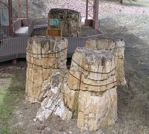 Florissant Fossil Beds National Monument. Photo by National Park Service Digital Image Archives [Public domain], via Wikimedia Commons.