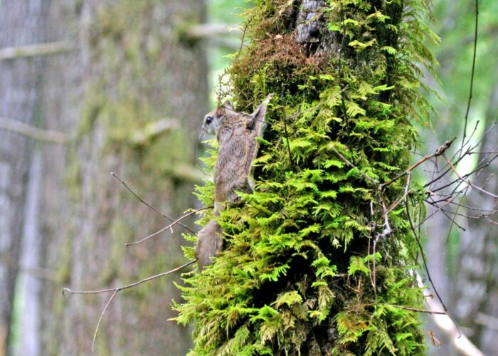 A small brown squirrel with a flap of furry skin between its arm and leg clings to the side of a fern-covered tree.