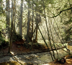 Forest of Nisene Marks by Davidlohr Bueso, Flickr Creative Commons