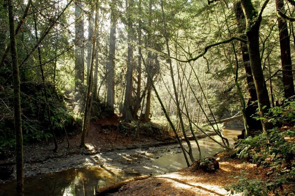 A stream runs through a redwood forest on a sunny day.