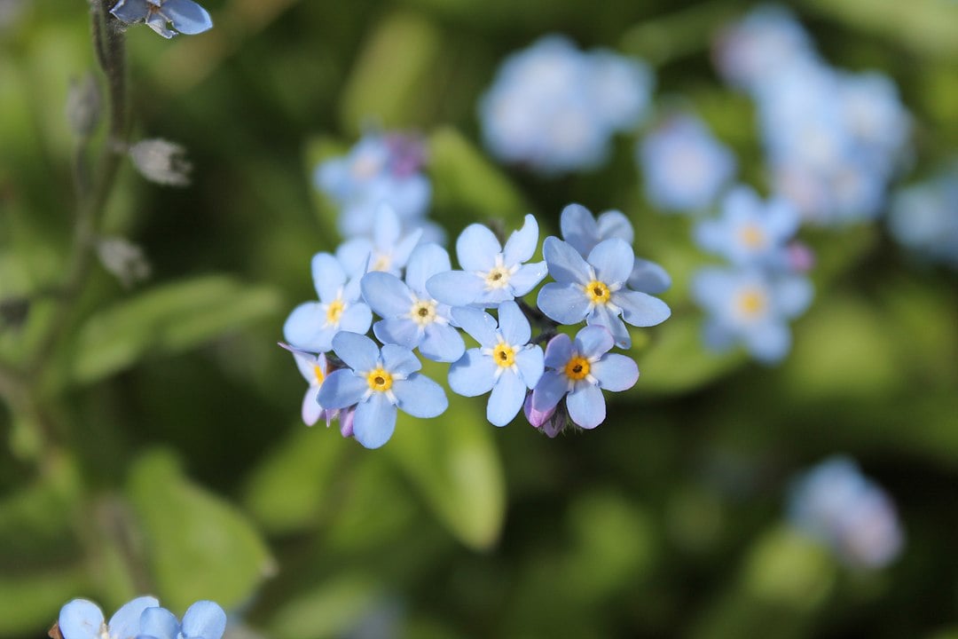 A cluster of blue flowers with yellow centers.