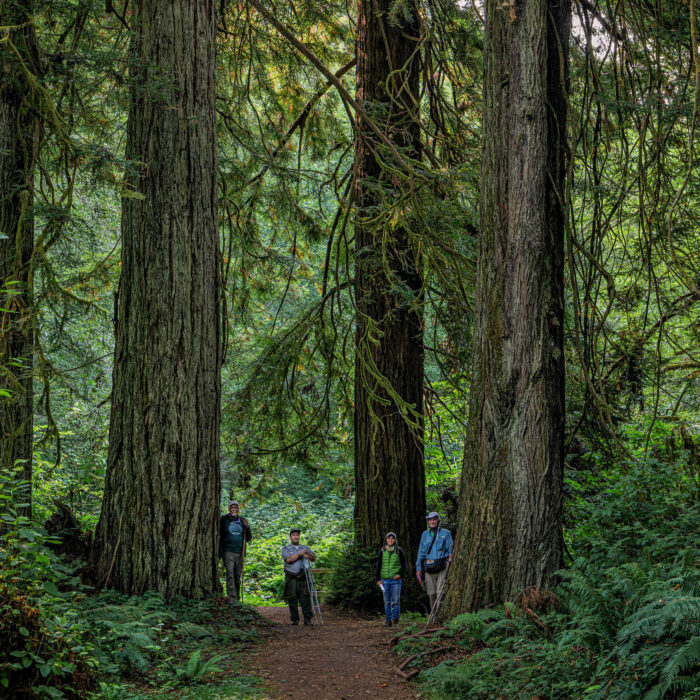 Four people on a trail standing in the middle of redwood trees