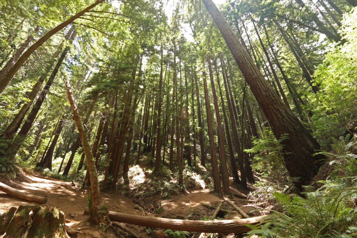 A wide dirt trail runs along the bottom of the frame through a dense redwood forest. Dappled sunlight is on the ground.