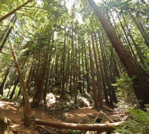 A wide dirt trail runs along the bottom of the frame through a dense redwood forest. Dappled sunlight is on the ground.