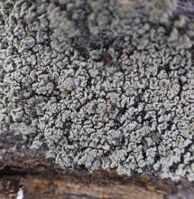 Fulgidea sierrae, Pfeiffer Big Sur State Park. Photo by Rikke Reese Naesborg