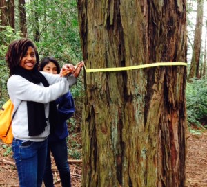 Students measuring a tree