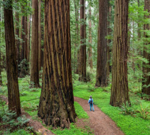 Visitor hiking in redwood forest