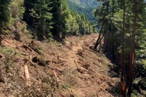 A section of road in Mill Creek after removal, regraded to the natural slope. These areas will regrow healthy vegetation within a few years.