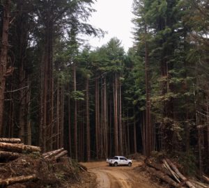 White pickup truck on a dirt road lined with trees and logs.