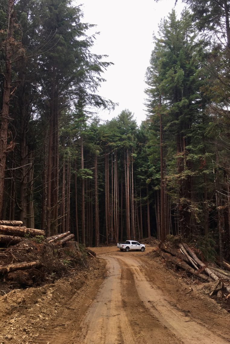 White pickup truck on a dirt road lined with trees and logs.