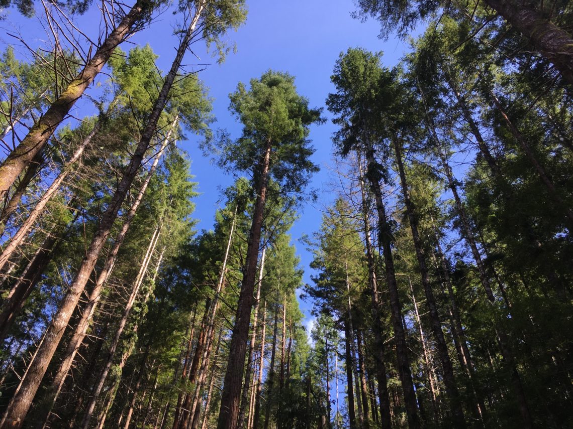 A thinned stand young coast redwoods