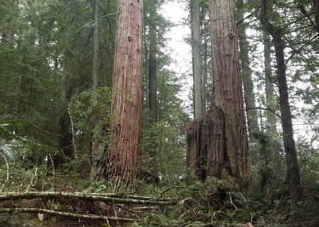 15-acre addition to the Grove of Old Trees park