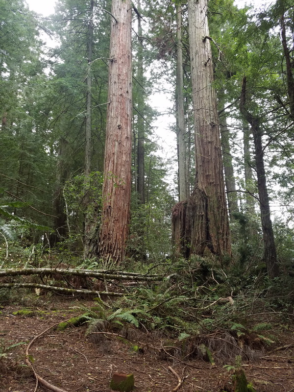 15-acre addition to the Grove of Old Trees park