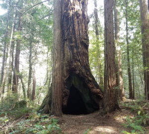 15-acre addition to the Grove of Old Trees park