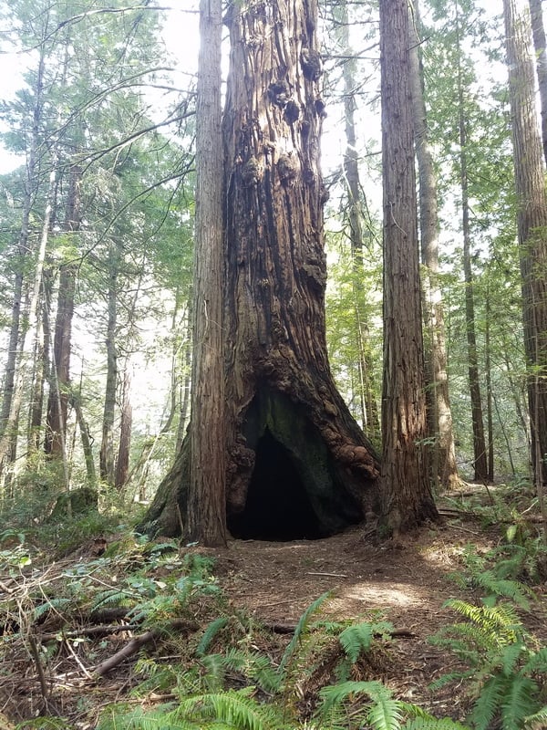 This ancient giant stands in the Grove of Old Trees.