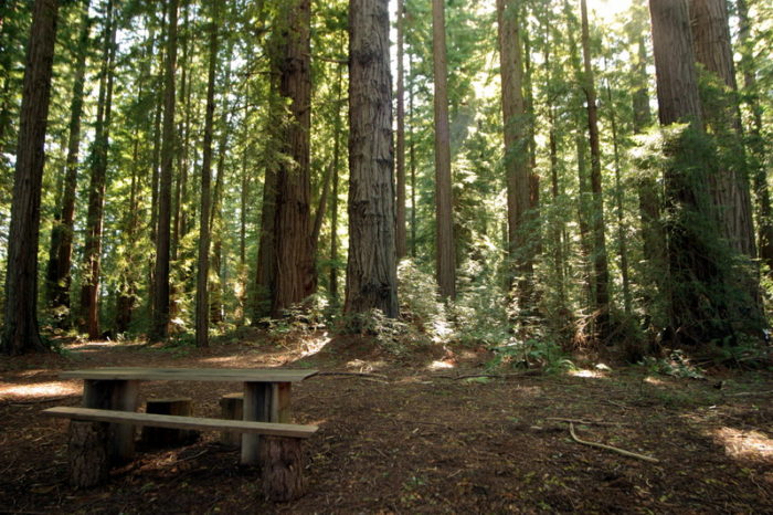 Grove of the Old Trees park