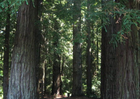 Grove of the Old Trees park