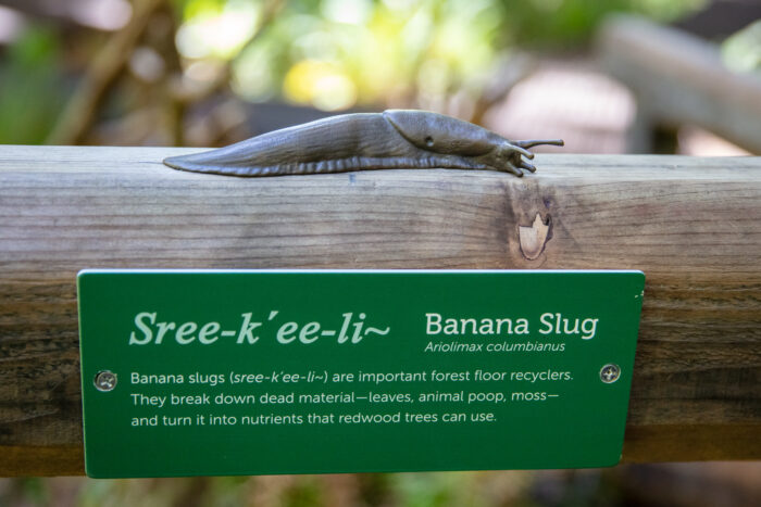 A sculpture of a banana slug sits on a fence post alongside an interpretive sign about banana slugs in both English and the Tolowa language