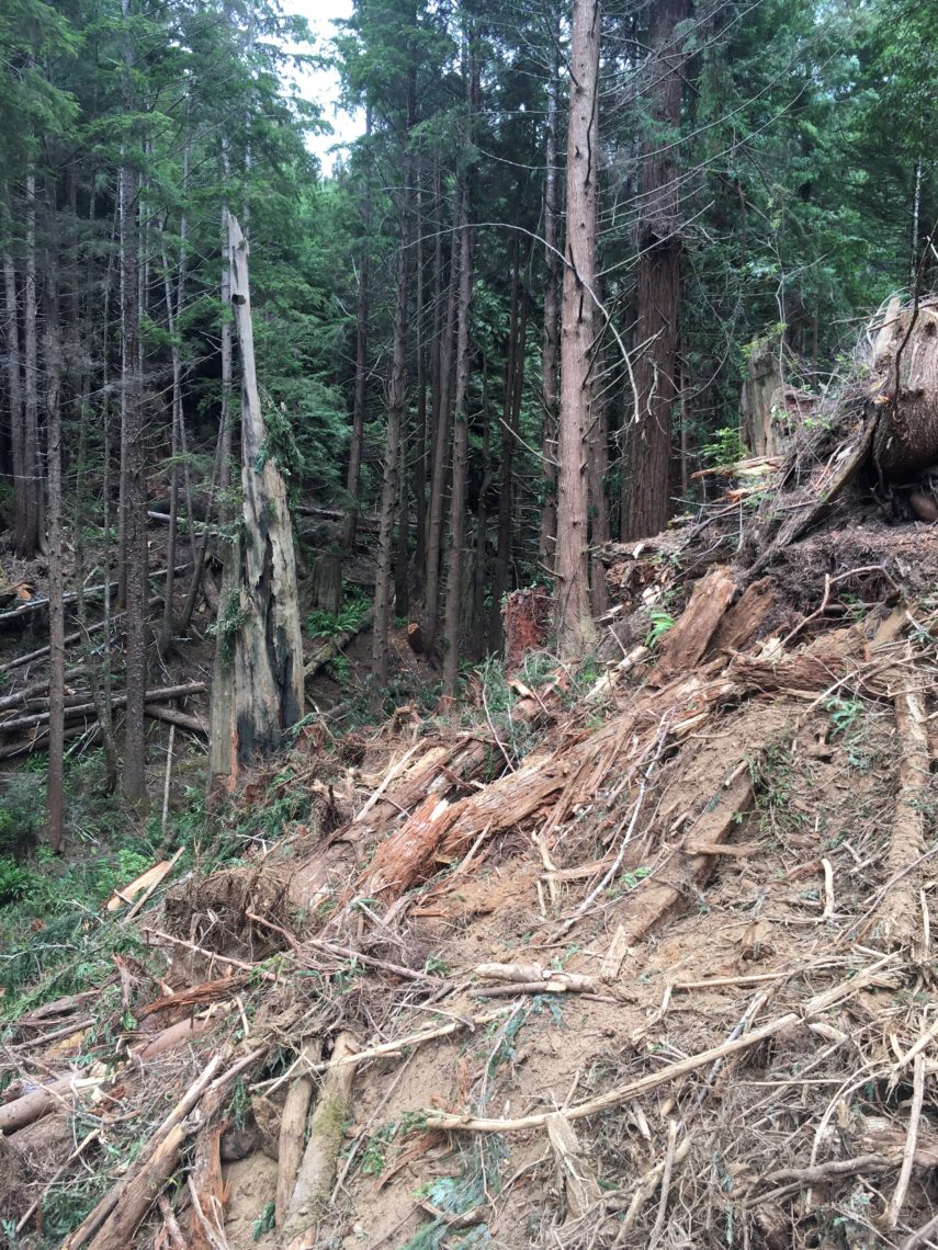 A steep hillslope surrounded by unthinned young coast redwood forest.